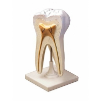 Модель строения зуба - «globural.ru» - Чапаевск