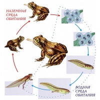 Модель-аппликация Цикл развития лягушки - «globural.ru» - Чапаевск
