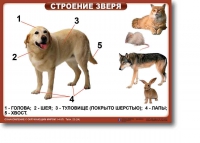 Ознакомление с окружающим миром. 1-4 класс. Комплект таблиц. Наглядные пособия для начальной школы, учебные пособия - «globural.ru» - Чапаевск