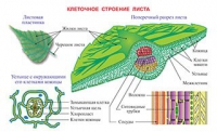 Плакаты и таблицы по биологии - «globural.ru» - Чапаевск
