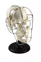 Модель Кости черепа человека смонтированные - «globural.ru» - Чапаевск