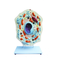 Модель "Клетка животного" - «globural.ru» - Чапаевск