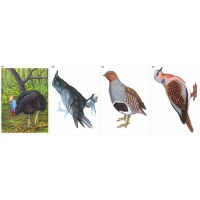 Модель-аппликация Многообразие хордовых. Птицы  - «globural.ru» - Чапаевск