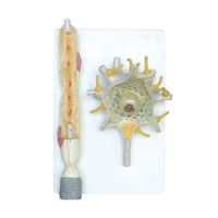 Модель "Нейрона" - «globural.ru» - Чапаевск