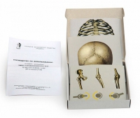 Модель-аппликация Типы соединения костей (набор из 7 карт) - «globural.ru» - Чапаевск