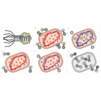 Модель-аппликация Жизненный цикл вируса	 - «globural.ru» - Чапаевск