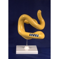 Модель Молекула белка - «globural.ru» - Чапаевск