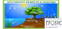 Стенд "Круговорот веществ" - «globural.ru» - Чапаевск