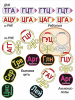 Модель-аппликация Биосинтез белка - «globural.ru» - Чапаевск