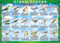 Таблица Птицы России из  4 листов в комплекте 1000*1400 винил	 - «globural.ru» - Чапаевск