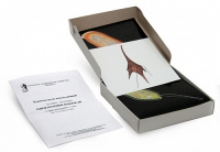 Модель-аппликация Одноклеточные водоросли (набор из 24 карт) - «globural.ru» - Чапаевск