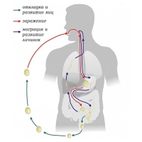 Модель-аппликация Цикл развития аскариды - «globural.ru» - Чапаевск