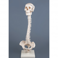 Модель "Позвоночник с черепом и тазом" - «globural.ru» - Чапаевск