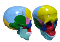 Модель "Череп" (с раскрашенными костями) - «globural.ru» - Чапаевск