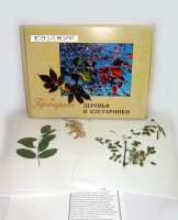 Гербарий Деревья и кустарники (20 видов) - «globural.ru» - Чапаевск
