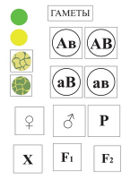 Модель-аппликация Дигибридное скрещивание  и  его цитологические основы - «globural.ru» - Чапаевск