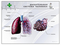 Стенд "Дыхательная система человека" - «globural.ru» - Чапаевск