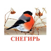 Карточки Домана "Птицы-1" - «globural.ru» - Чапаевск
