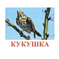 Карточки Домана "Птицы-3" - «globural.ru» - Чапаевск