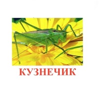 Карточки Домана "Насекомые" - «globural.ru» - Чапаевск