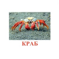 Карточки Домана "Подводный мир" - «globural.ru» - Чапаевск