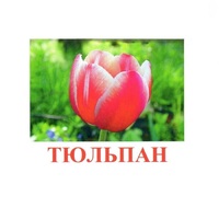 Карточки Домана "Цветы-1" - «globural.ru» - Чапаевск