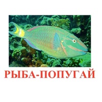 Карточки Домана "Рыбы" - «globural.ru» - Чапаевск