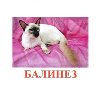 Карточки Домана "Породы кошек" - «globural.ru» - Чапаевск