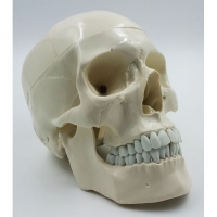 Модель "Череп" (белый) - «globural.ru» - Чапаевск