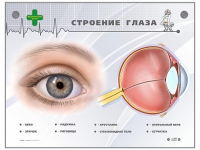 Интерактивный стенд "Строение глаза" - «globural.ru» - Чапаевск