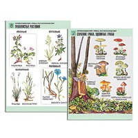 Комплект таблиц для начальной школы "Окружающий мир. Грибы. Растительный мир" - «globural.ru» - Чапаевск
