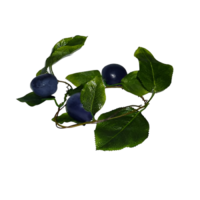 Ветка муляжей "Слива" - «globural.ru» - Чапаевск