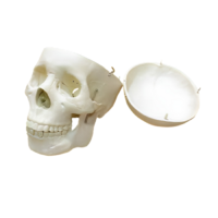 Модель "Череп человека" - «globural.ru» - Чапаевск