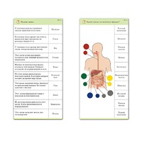 Комплект карточек (10) "Обучающий калейдоскоп. Человек" - «globural.ru» - Чапаевск