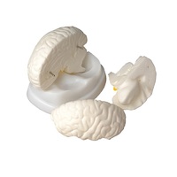 Модель мозга в разрезе - «globural.ru» - Чапаевск