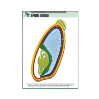 Рельефная таблица "Зерновка пшеницы" (формат А1, матовое ламинир.) - «globural.ru» - Чапаевск