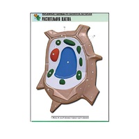 Рельефная таблица "Растительная клетка" (формат А1, матовое ламинир.) - «globural.ru» - Чапаевск