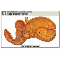 Рельефная таблица "Желудок жвачного животного" (формат А1, матовое ламинир.) - «globural.ru» - Чапаевск