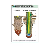 Рельефная таблица "Внешнее и внутреннее строение корня" (формат А1, матовое ламинир.) - «globural.ru» - Чапаевск