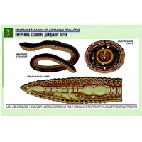 Рельефная таблица "Внутреннее строение дождевого червя" (формат А1, матовое ламинир.) - «globural.ru» - Чапаевск