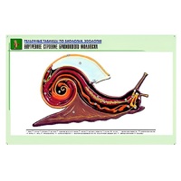 Рельефная таблица "Внутреннее строение брюхоногого моллюска" (формат А1, матовое ламинир.) - «globural.ru» - Чапаевск