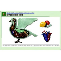 Рельефная таблица "Внутреннее строение голубя" (формат А1, матовое ламинир.) - «globural.ru» - Чапаевск