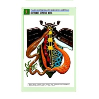 Рельефная таблица "Внутреннее строение жука" (формат А1, матовое ламинир.) - «globural.ru» - Чапаевск