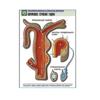 Рельефная таблица "Внутреннее строение гидры" (формат А1, матовое ламинир.) - «globural.ru» - Чапаевск