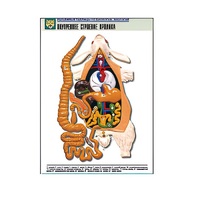 Рельефная таблица "Внутреннее строение кролика" (формат А1, матовое ламинир.) - «globural.ru» - Чапаевск