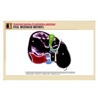 Рельефная таблица "Печень. Висцеральная поверхность" (формат А1, матовое ламинир.) - «globural.ru» - Чапаевск