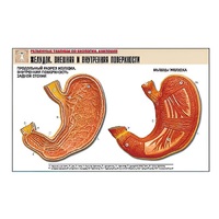 Рельефная таблица "Желудок. Внешняя и внутренняя поверхности" (формат А1, матовое ламинир.) - «globural.ru» - Чапаевск