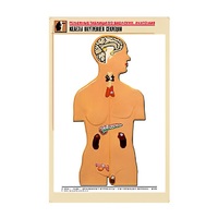 Рельефная таблица "Железы внутренней секреции" (формат А1, матовое ламинир.) - «globural.ru» - Чапаевск