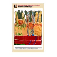 Рельефная таблица "Ворсинка кишечная с сосудом" (формат А1, матовое ламинир.) - «globural.ru» - Чапаевск