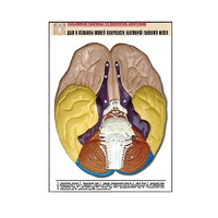 Рельефная таблица "Доли и извилины нижней поверхности полушарий головного мозга" - «globural.ru» - Чапаевск